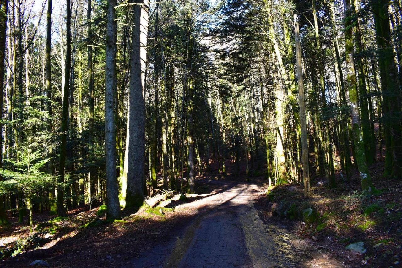 "La Vieille Grange", Au Coeur De La Nature Laveline-du-Houx Buitenkant foto